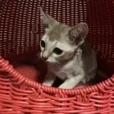 シンガプーラ