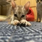 シンガプーラ