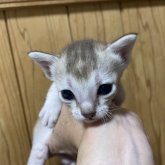 シンガプーラ
