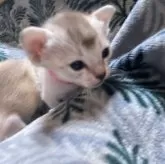 シンガプーラ