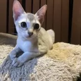 シンガプーラ【広島県・男の子・2025年6月30日・セピアアグーチ】の写真4