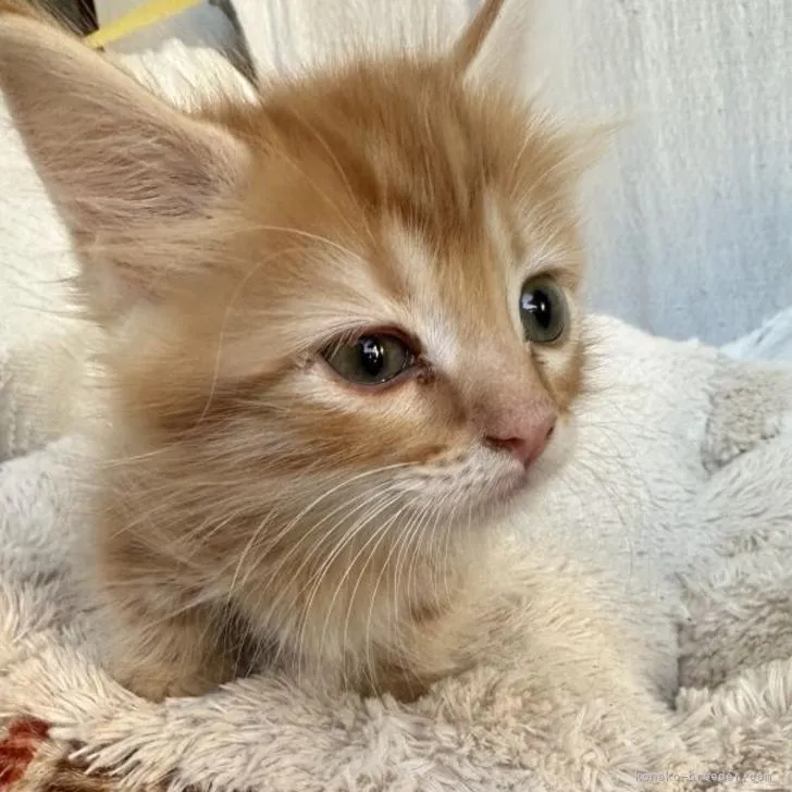 ID:2211-02482の子猫
