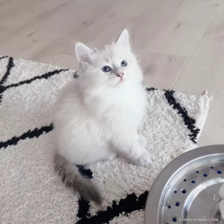 ID:2409-02723の子猫