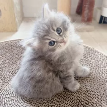 ふわふわのネコ ふわふわ猫ちゃんがぎゅうぎゅうみっちり 白食パンの