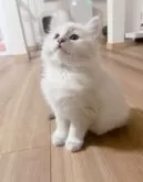 サイベリアン【北海道・女の子・2024年7月29日・シールポイント】の写真3「ふわふわさんです」