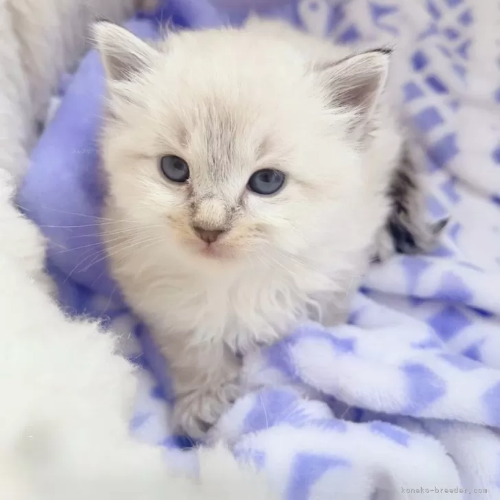 S.H 様のお迎えした子猫