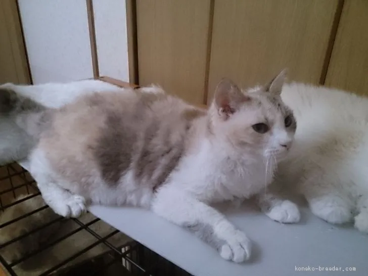 ID：1905-01221の子猫