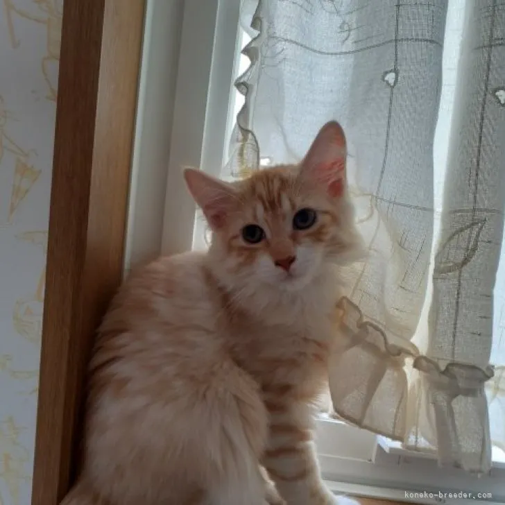 ID：2306-03255の子猫