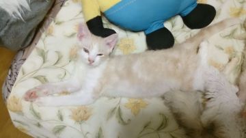 ラパーマ【神奈川県・男の子・2021年2月5日・クリームタビー&ホワイト（巻毛）】の写真「とっても元気でマイペース」