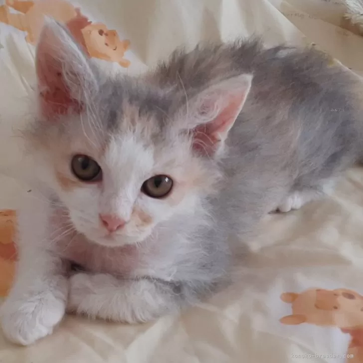 ID:2503-00566の子猫