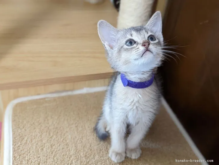 ID:2205-03008の子猫