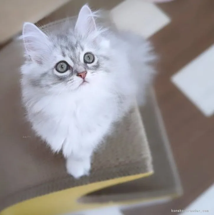 ID:2308-00400の子猫