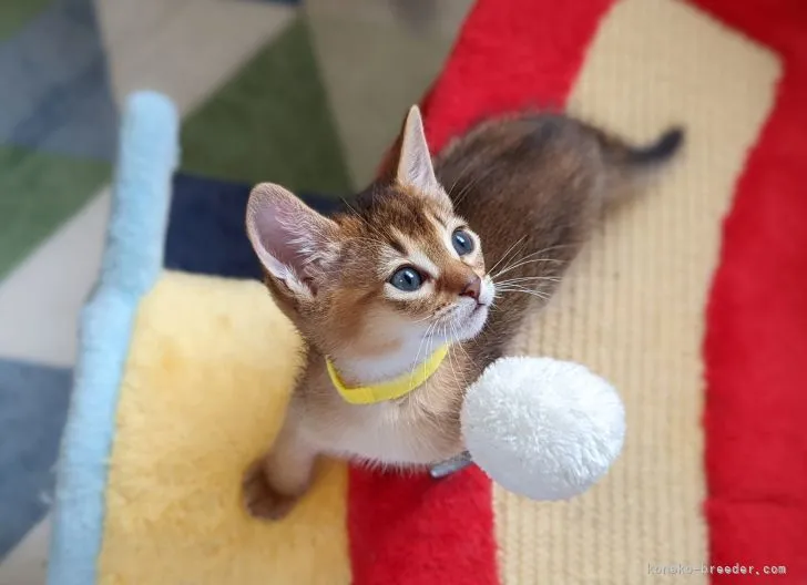 ビ 様のお迎えした子猫