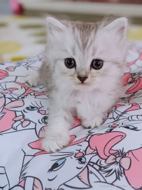ID:2108-00188の子猫