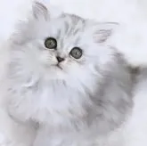 ラガマフィン【千葉県・女の子・2023年8月22日・♡シルバーパッチドタビー♡】の写真1「クリクリのまぁるいお目目♡ふわふわもこもこの𝐿𝑂𝑉𝐸𝐿𝑌 𝑮𝑰𝑹𝑳♡」