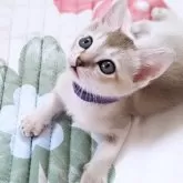 シンガプーラ【千葉県・男の子・2024年4月10日・セピアアグーティ】の写真1「ぷくぷくしたあどけないお顔立ちがたまらなく可愛いです♡美形くん！カラーもとっても綺麗✨」