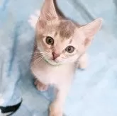 アビシニアン【千葉県・男の子・2024年3月2日・ブルー】の写真1「綺麗なブルーからのキューティーboy♡」