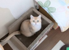 ブリティッシュショートヘア【・女の子・2023年11月1日・BLACK GOLDEN SHELL】