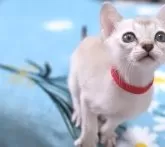 シンガプーラ【千葉県・女の子・2024年1月1日・セピアアグーティ】の写真2