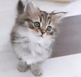 ラガマフィン【千葉県・男の子・2023年8月22日・♡ブラウンタビー♡】の写真2