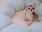 アビシニアン【千葉県・女の子・2023年4月11日・ブルー】の写真4