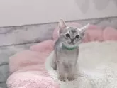 アビシニアン【千葉県・男の子・2024年3月2日・ブルー】の写真5