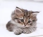 ラガマフィン【千葉県・男の子・2023年8月22日・♡ブラウンタビー♡】の写真5