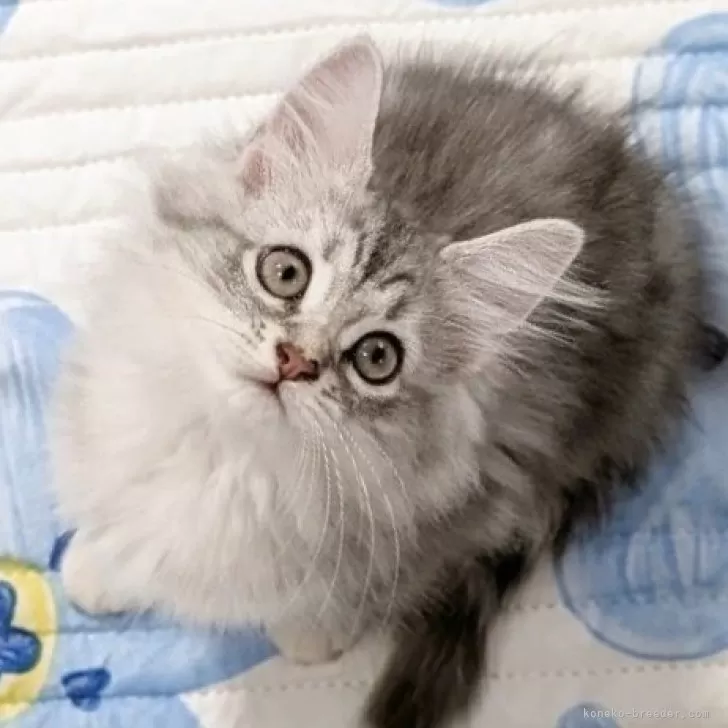 ID：2508-00643の子猫
