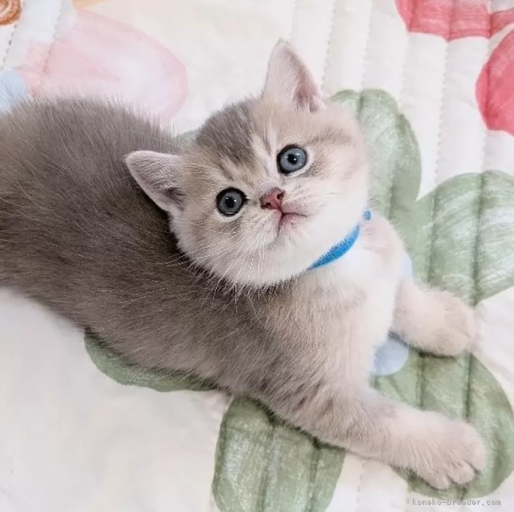 ID：2503-01739の子猫