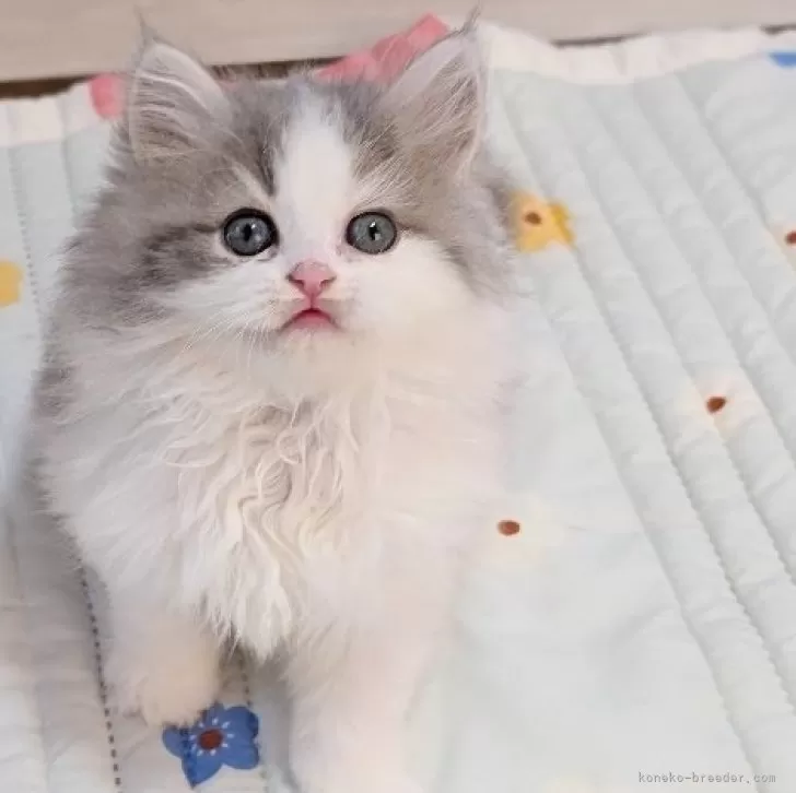 ID：2504-00991の子猫