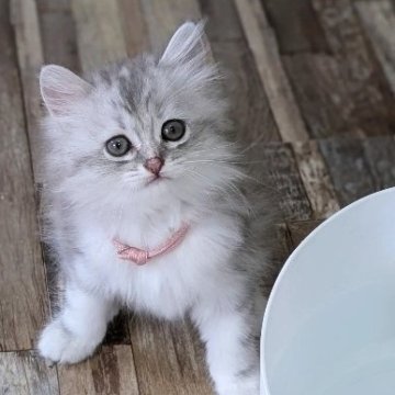ラガマフィン【千葉県・女の子・2025年6月20日・シルバータビー&ホワイト（♡ふんわり長毛♡）】の写真「お顔が可愛すぎる♡穏やかGirl✨パパチャンピオン」