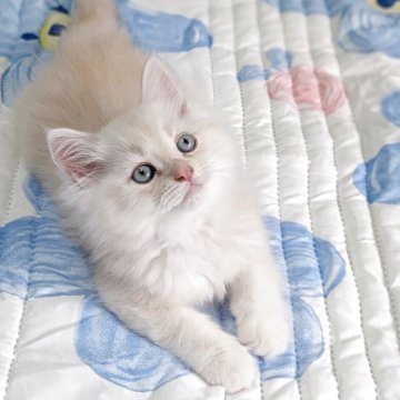 ラガマフィン【千葉県・男の子・2025年5月11日・カメオタビー&ホワイト（♡ふんわり長毛♡）】の写真「神々しいニュアンスカラーのbaby boy♡」