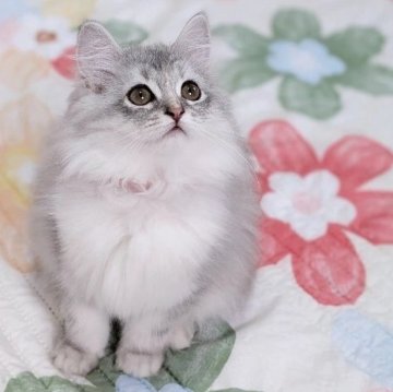 ラガマフィン【千葉県・女の子・2025年6月20日・シルバータビー&ホワイト（♡ふんわり長毛♡）】の写真「可愛すぎる首振り動画是非見てね♡パパチャンピオン」