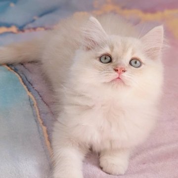 ラガマフィン【千葉県・男の子・2025年5月11日・カメオタビー&ホワイト（♡ふんわり長毛♡）】の写真「神々しいニュアンスカラーのbaby boy♡」