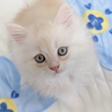 ラガマフィン【千葉県・男の子・2025年5月11日・カメオタビー&ホワイト（♡ふんわり長毛♡）】の写真「神々しい!ﾆｭｱﾝｽboy♡パパ&ママチャンピオン」