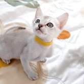 シンガプーラ