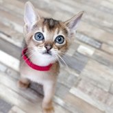 アビシニアン