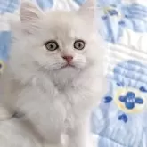 ラガマフィン