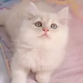 ラガマフィン