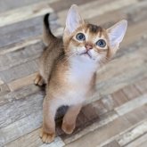 アビシニアン