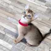 アビシニアン