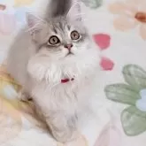 ラガマフィン
