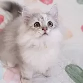 ラガマフィン