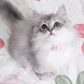 ラガマフィン