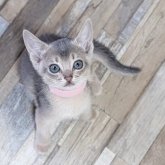 アビシニアン