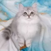 ラガマフィン