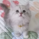 ラガマフィン