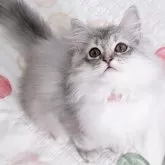 ラガマフィン