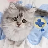 ラガマフィン