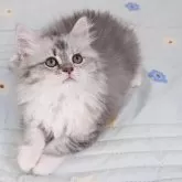 ラガマフィン【千葉県・女の子・2025年5月11日・シルバーパッチドタビー&ホワイト】の写真6